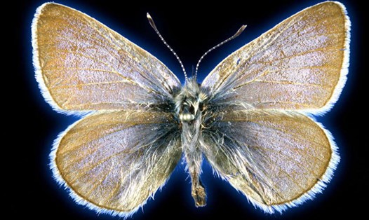 Loài bướm xanh Xerces là loài côn trùng đầu tiên ở Mỹ tuyệt chủng do bàn tay con người. Ảnh: The Field Museum