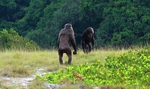 Các nhà khoa học đã quan sát thấy tinh tinh tấn công và giết chết khỉ đột trong tự nhiên. Ảnh: Đại học Osnabrück/Viện Max Planck