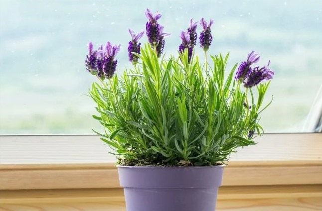 Growing lavender both beautifies the home space and effectively repels mosquitoes. Photo: Trang My