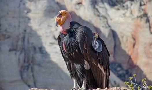 Thần ưng California là loài chim lớn nhất Bắc Mỹ với sải cánh dài tới 3m. Ảnh: National Park Service