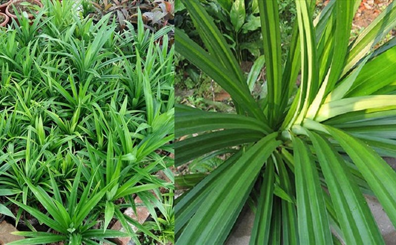 Lá Dứa Kỵ Với Gì? Những Điều Bạn Cần Biết Trước Khi Sử Dụng