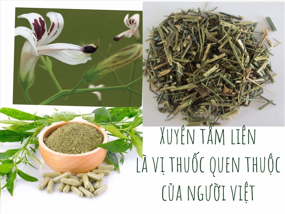 Vị Thuốc Xuyên Tâm Liên: Công Dụng, Ứng Dụng Và Những Điều Cần Lưu Ý