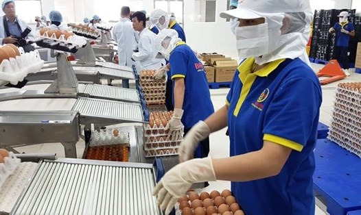 Bộ Nông nghiệp và Phát triển nông thôn khẳng định: Nguồn cung trứng gia cầm rất lớn, đủ phục vụ người tiêu dùng. Ảnh: Vũ Long