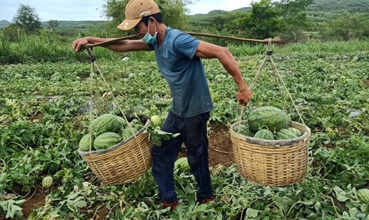 Niềm vui của người nông dân Phú Yên khi hàng chục tấn dưa hấu đến ngày thu hoạch được tiêu thụ với giá 4.000 đồng/kg. Ảnh: Phương Uyên