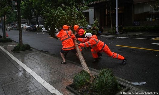 Cây bị bật gốc ở Ninh Ba khi bão In-fa đổ bộ. Ảnh: AFP
