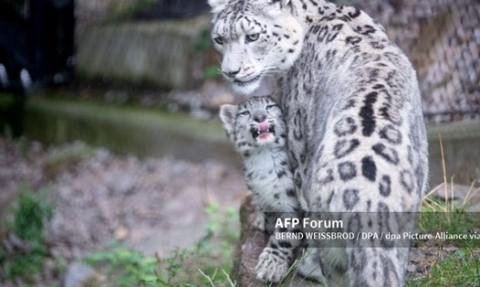 Theo Snow Leopard Trust, có thể chỉ còn khoảng 4.000-6.000 con báo tuyết trên thế giới. Ảnh: AFP