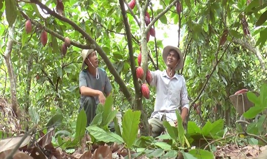 Nông dân Đắk Nông đưa sản phẩm của cây ca cao ra thị trường thế giới. Ảnh: Bảo Lâm