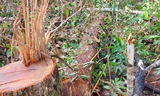 Nhiều cây rừng tự nhiên tại tiểu khu 1658 do Công ty Cổ phần Thiên Sơn quản lý đã bị cưa hạ. Ảnh: Bảo Lâm