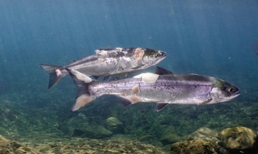 Những con cá hồi với các vết thương nặng trên cơ thể. Ảnh: Columbia Riverkeeper