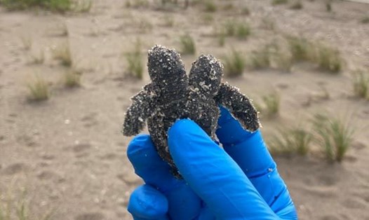 Con rùa biển 2 đầu được phát hiện trên một bãi biển ở South Carolina, Mỹ. Ảnh: South Carolina State Parks
