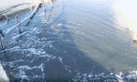 Một công ty nuôi tôm ở Phú Yên liên tiếp xả thải ra môi trường biển bị xử phạt. Ảnh minh hoạ