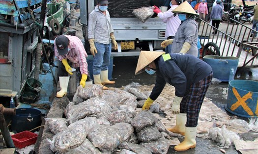 Cảng cá Thọ Quang đã lây nhiễm ra 81 ca, tại 14 chợ trên cả TP Đà Nẵng. Ảnh: Thanh Chung