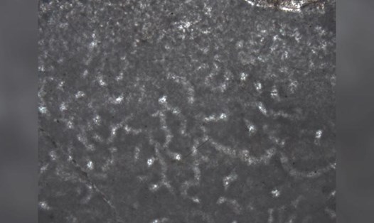 Một mẫu nhỏ của cấu trúc vi mô được bảo quản tốt trong hóa thạch bọt biển cổ đại. Ảnh: Đại học Laurentian