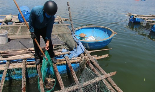 Ông Nguyễn Nổi thu hoạch cá đi bán. Ảnh: Thanh Chung