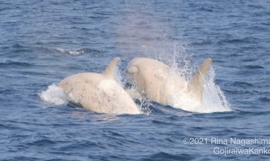Cặp cá voi quý hiếm được nhìn thấy ngoài khơi bờ biển Rausu của đảo Hokkaido, Nhật Bản vào ngày 24.7. Ảnh: Gojiraiwa Kanko Whale Watching