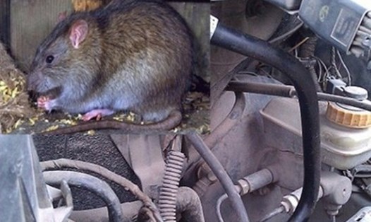 Kinh nghiệm chống chuột trên xe ôtô hiệu quả. Ảnh: Tạ Quang