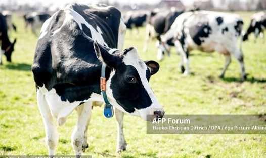 Vi khuẩn và enzym trong dạ cỏ của bò có thể phân hủy các chất dẻo thông thường. Ảnh: AFP
