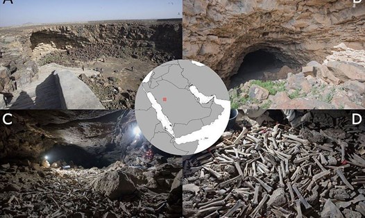 Các nhà nghiên cứu đã phát hiện hàng chục nghìn bộ xương của cả động vật lẫn con người trong một hang dung nham ở Tây Bắc Ả Rập Xê Út. Ảnh: Cơ quan Khảo sát Địa chất Ả Rập Xê Út/Viện Max Planck/Đại học King Saud
