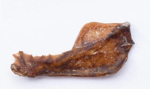 Xương hàm của loài dơi ma cà rồng khổng lồ từ 100.000 năm trước được tìm thấy trong một hang động ở Argentina. Ảnh: Bảo tàng Miramar