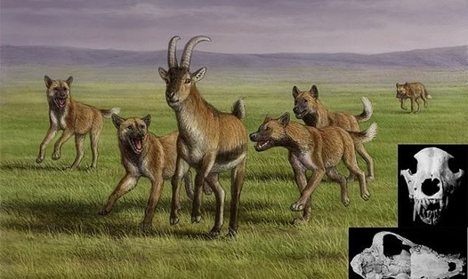 Hóa thạch xương hàm của một con chó khổng lồ từ 1,8 triệu năm trước đã được tìm thấy cùng với hài cốt của con người ở Georgia. Ảnh: Đại học Florence