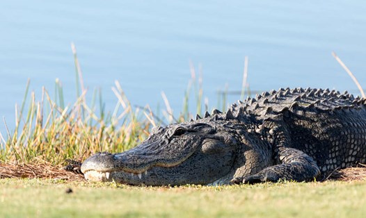 Video hài hước cảnh bắt cá sấu được ghi lại ở Florida, Mỹ. Ảnh: AFP