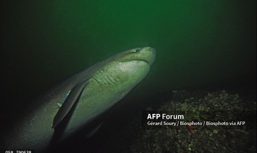 Cá mập 6 mang. Ảnh: AFP