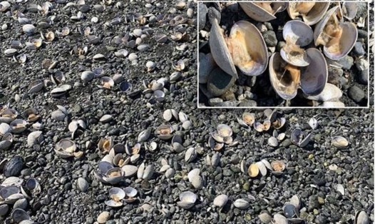 Cảnh tượng sò chết la liệt trên bờ biển tiểu bang Washington, Mỹ, do bị nắng nóng thiêu đốt. Ảnh: Hama Hama Oyster