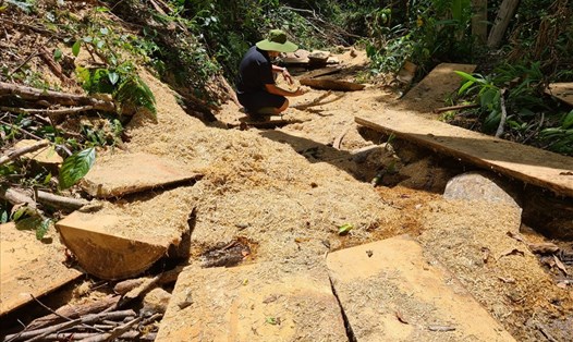 Cơ quan chức năng đang làm rõ vụ xe chở gỗ và vụ phá rừng tại huyện Kbang, Gia Lai. Ảnh T.T
