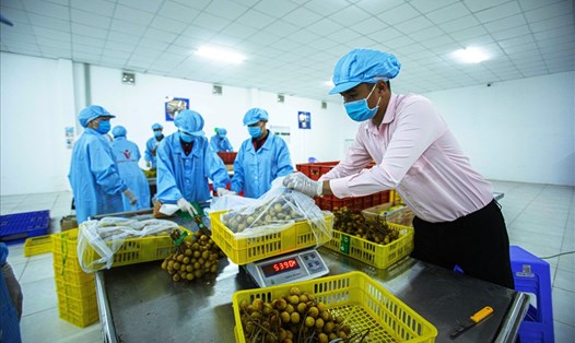 Xuất khẩu rau quả đạt kết quả khả quan trong 6 tháng đầu năm 2021. Ảnh: Hồng Nhung