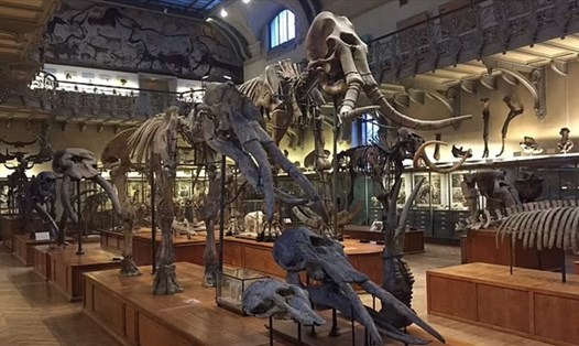 Phòng trưng bày các loài thú có vòi đã tuyệt chủng tại Bảo tàng Lịch sử Tự nhiên Quốc gia ở Paris. Ảnh: Muséum National d’Histoire Naturelle