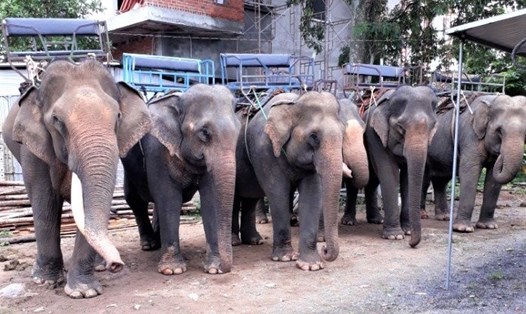 Một số cá thể voi nhà đang được nuôi dưỡng ở Đắk Lắk. Ảnh minh họa: Bảo Trung