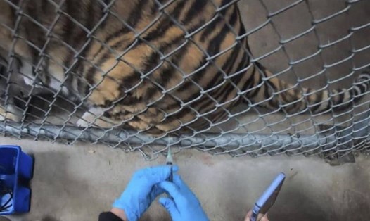 Các động vật ở sở thú Oakland được tiêm vaccine COVID-19 thử nghiệm. Ảnh: Oakland Zoo