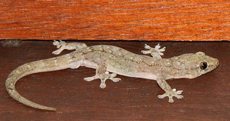 Mẹo đơn giản đuổi thạch sùng ra khỏi nhà bằng những nguyên liệu sẵn có