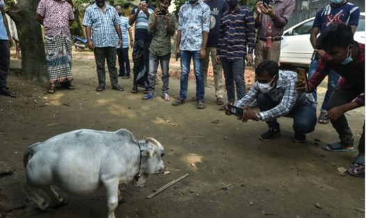 Chú bò Rani được cho là lùn nhất thế giới ở Bangladesh. Ảnh: AFP