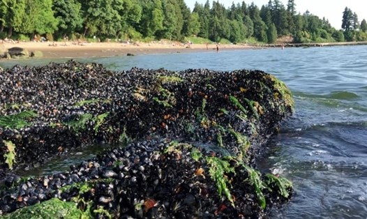 Hàng chục triệu con trai, ốc, hến, sao biển,... chết trên một bờ biển ở Vancouver giữa đợt nắng nóng kỷ lục. Ảnh:  Đại học British Columbia
