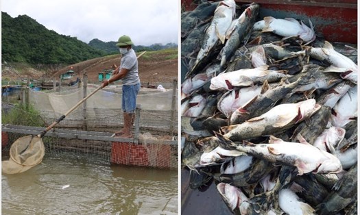 Người dân nhiều xã trên địa bàn huyện Đà Bắc (Hòa Bình) một đêm bỗng mất trắng vì cá chết trắng. Ảnh: Văn Đức.