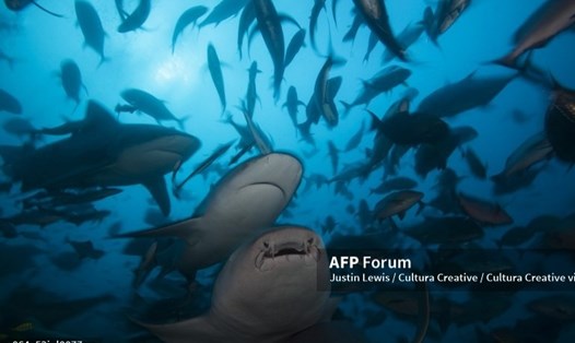 Cá mập bò là một trong những loài cá mập hung dữ nhất thế giới. Ảnh: AFP