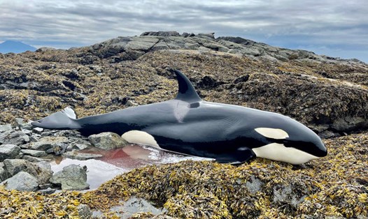 Con cá voi sát thủ bị mắc cạn trên một bãi đá được phát hiện và cứu sống. Ảnh: NOAA