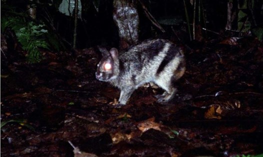 Một con thỏ vằn Sumatra quý hiếm bị bắt gặp trên camera theo dõi gắn ở trong rừng. Ảnh: FFI