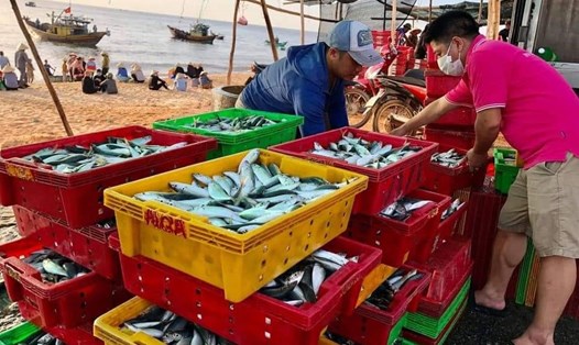 Cá tươi ngon được các thành viên CLB Du lịch Quảng Bình thu mua tại bãi biển Nhân Trạch. Ảnh: CTV