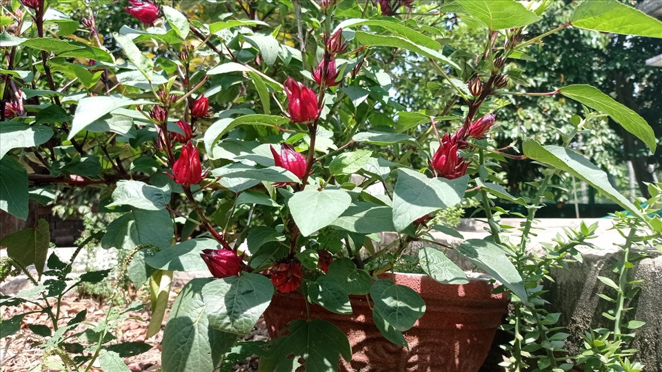 Trà hoa bụp giấm là thức uống tuyệt vời để giảm cân. Ảnh: Thanh Ngọc