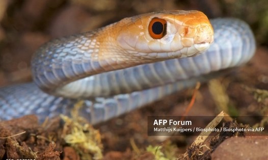 Một con rắn taipan ven biển cực độc. Ảnh: AFP