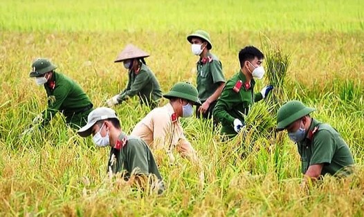 Kỳ vọng xuất khẩu gạo tăng trở lại trong những tháng cuối năm. Ảnh minh họa: Nguyễn Anh Tuấn