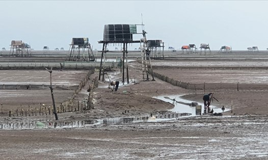 Nhu cầu cát biển để phục vụ cải tạo đầm, bãi nuôi ngao ở huyện Tiền Hải (tỉnh Thái Bình) đang bức thiết hơn bao giờ hết. Ảnh: T.D