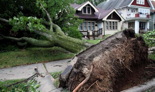 Giông bão kèm theo gió mạnh khiến nhiều cây lớn bị bật gốc, đổ gãy la liệt. Ảnh: NWS