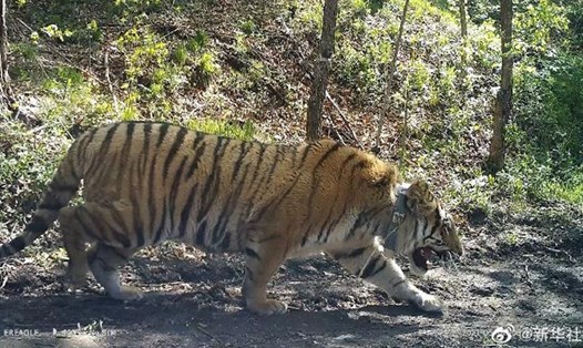 Con hổ Siberia nặng hơn 200kg được thả về tự nhiên hôm 18.5 tại tỉnh Hắc Long Giang, Trung Quốc. Ảnh: Tân Hoa Xã