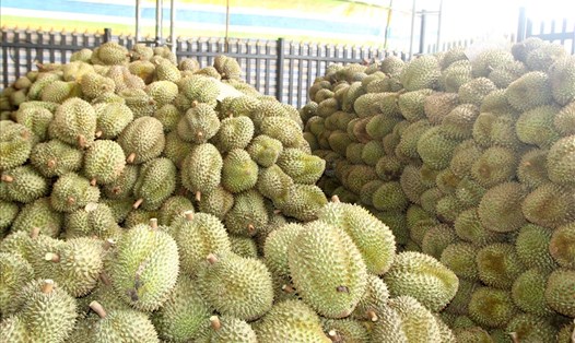 Theo Sở Nông nghiệp và Phát triển nông thôn tỉnh Đắk Lắk sầu riêng đã có giá trên 40 ngàn đồng/kg và đăng tăng từng ngày. Ảnh: Bảo Lâm