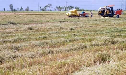 Bạc Liêu thiếu trầm trọng máy gặt đập liên hợp thu hoạch lúa trong giai đoạn phòng chống dịch bệnh COVID-19. Ảnh: Nhật Hồ