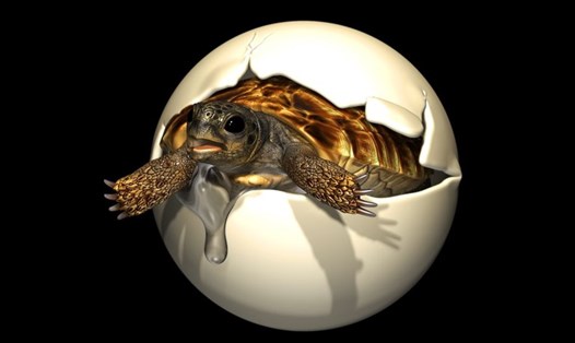 Hình minh họa rùa Yuchelys nanyangensis nở ra từ quả trứng với kích thước bằng bóng tennis. Ảnh chụp màn hình.