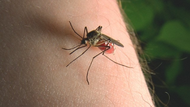Muỗi gây sốt xuất huyết và muỗi thường phân biệt như thế nào